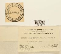 Coleosporium vernoniae image