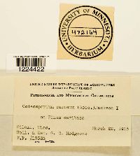 Coleosporium vernoniae image