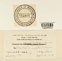 Coleosporium vernoniae image