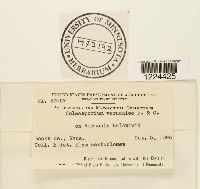 Coleosporium vernoniae image