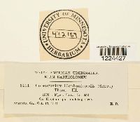 Coleosporium vernoniae image