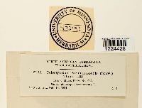 Coleosporium vernoniae image