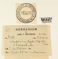 Coleosporium vernoniae image