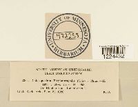 Coleosporium vernoniae image