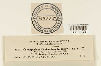 Coleosporium vernoniae image