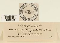 Coleosporium vernoniae image