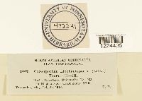 Coleosporium vernoniae image