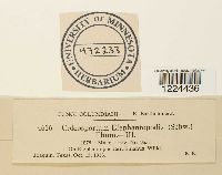 Coleosporium vernoniae image