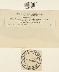 Coleosporium vernoniae image