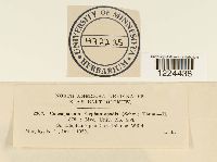 Coleosporium vernoniae image