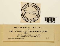 Coleosporium vernoniae image