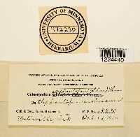 Coleosporium vernoniae image