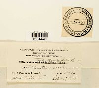 Coleosporium vernoniae image