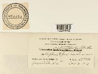 Coleosporium vernoniae image