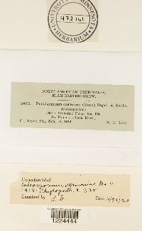 Coleosporium vernoniae image