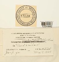 Coleosporium vernoniae image