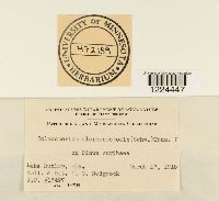 Coleosporium vernoniae image