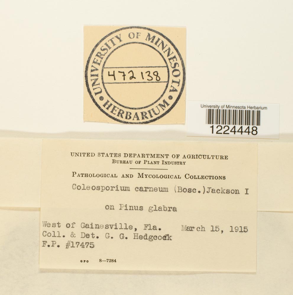 Coleosporiaceae image