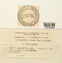 Coleosporium vernoniae image