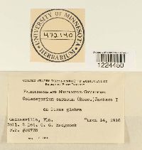 Coleosporium vernoniae image