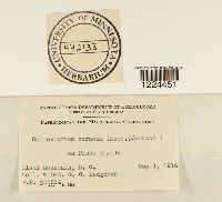 Coleosporium vernoniae image