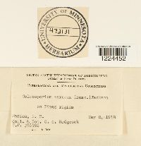 Coleosporium vernoniae image