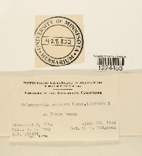 Coleosporium vernoniae image