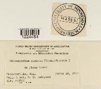 Coleosporium vernoniae image