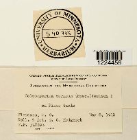 Coleosporium vernoniae image