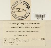 Coleosporium vernoniae image