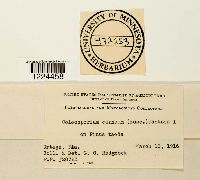 Coleosporium vernoniae image