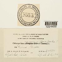 Coleosporium vernoniae image