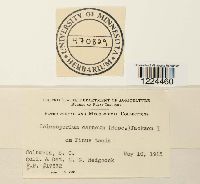 Coleosporium vernoniae image