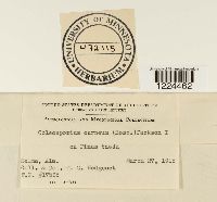 Coleosporium vernoniae image