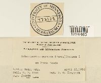 Coleosporium vernoniae image