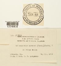 Coleosporium vernoniae image