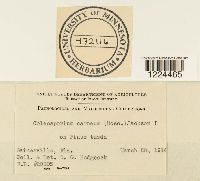 Coleosporium vernoniae image