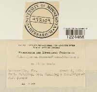 Coleosporium vernoniae image