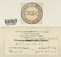 Coleosporium vernoniae image