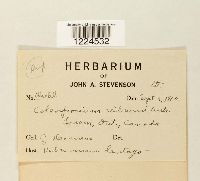 Coleosporium viburni image