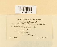 Coleosporium viburni image