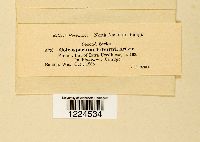 Coleosporium viburni image