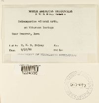 Coleosporium viburni image