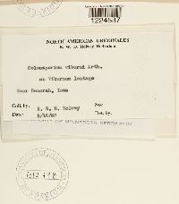 Coleosporium viburni image