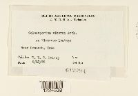 Coleosporium viburni image