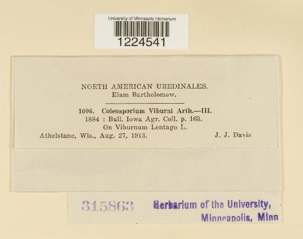 Coleosporium viburni image