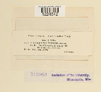 Coleosporium viburni image