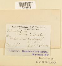 Coleosporium viburni image