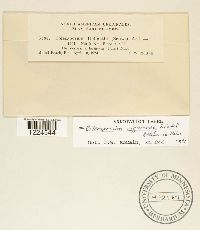 Coleosporium viburni image