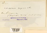 Image Associated With the Occurrence